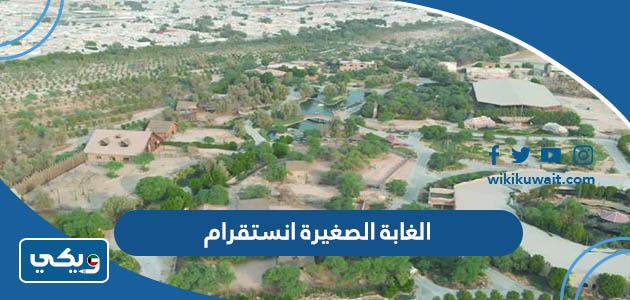 الغابة الصغيرة انستقرام