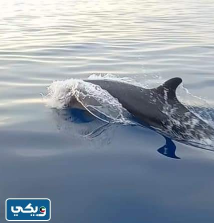 صور ظهور الحوت القاتل في الكويت