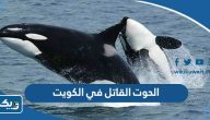 تفاصيل ظهور الحوت القاتل في الكويت تفاصيل ظهور الحوت القاتل في الكويت