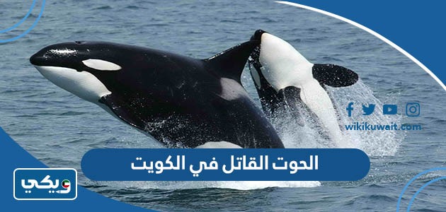 الحوت القاتل في الكويت