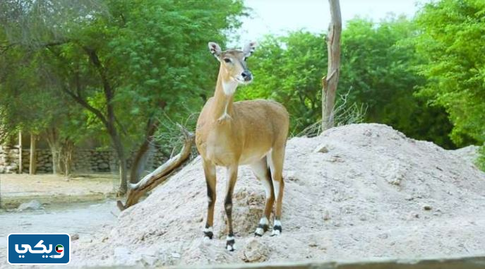 الغزال الغابه الصغيره بالكويت