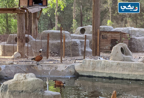 الطيور المائية الغابه الصغيره بالكويت