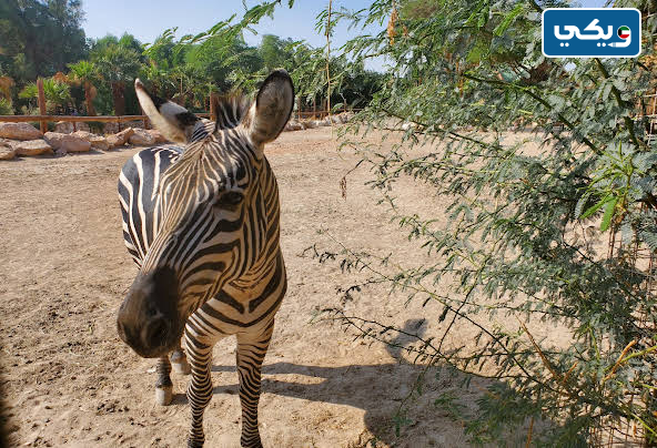 الغابة الصغيرة بالكويت