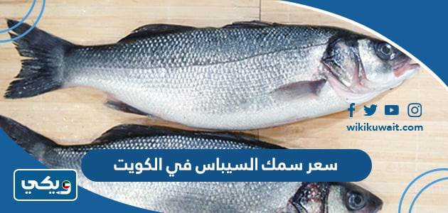 سعر سمك السيباس في الكويت