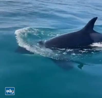 صور ظهور الحوت القاتل في الكويت