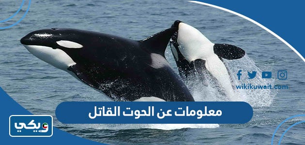 معلومات عن الحوت القاتل