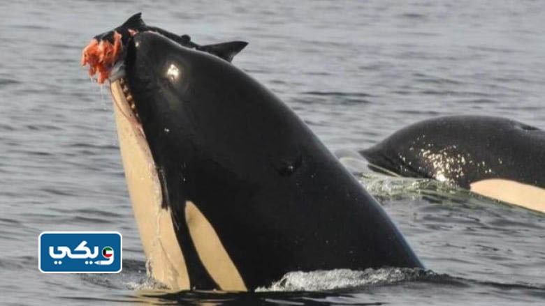 ماذا يأكل الحوت القاتل