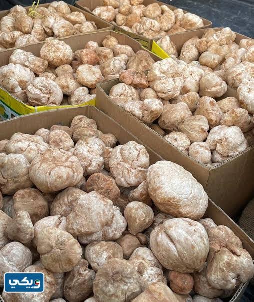 ما اسم نبتة الفقع في الكويت