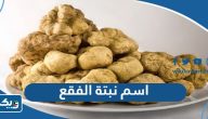 ما اسم نبتة الفقع في الكويت ما اسم نبتة الفقع في الكويت