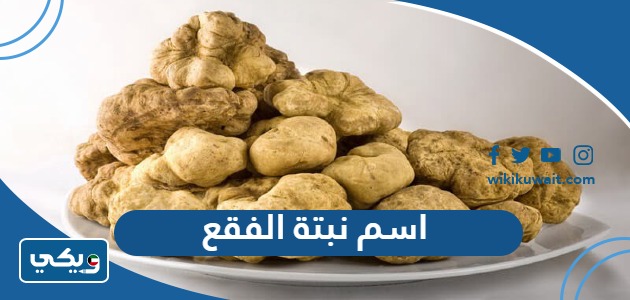 اسم نبتة الفقع