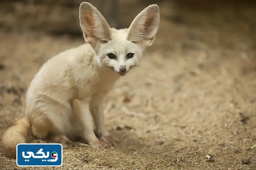 محمية صباح الأحمد الطبيعية