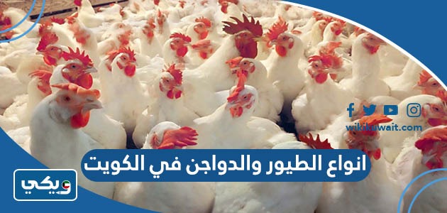انواع الطيور والدواجن في الكويت