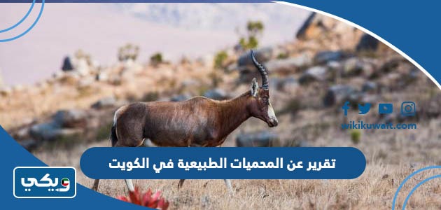 تقرير عن المحميات الطبيعية في الكويت
