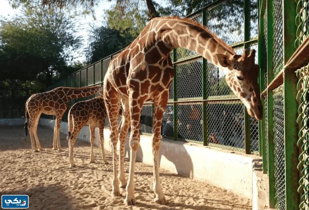صور حديقة الحيوان بالكويت