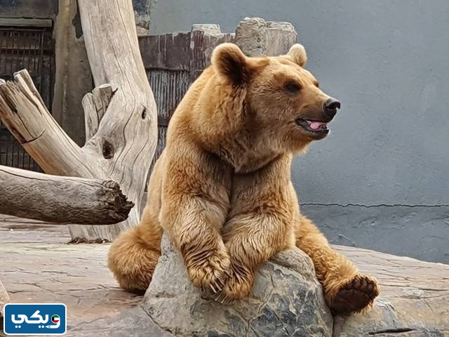 صور حديقة الحيوان بالكويت