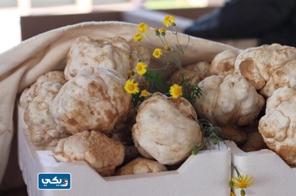 ما هو الفقع الكويتي؟