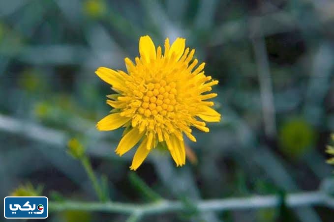 نبات العرفج من النباتات الحوليه