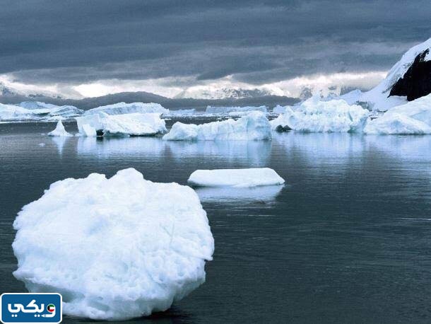 اهمية طفو الجليد وتكيف الكائنات الحية البحرية تحت الماء