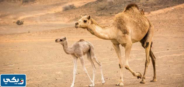 معنى مثل ما على الحوار من هبدت امه