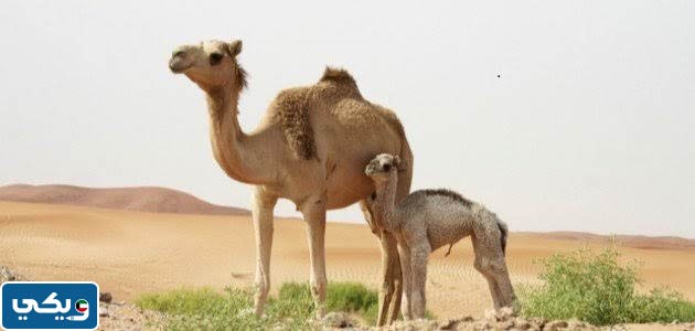 ما على الحوار من هبدت امه