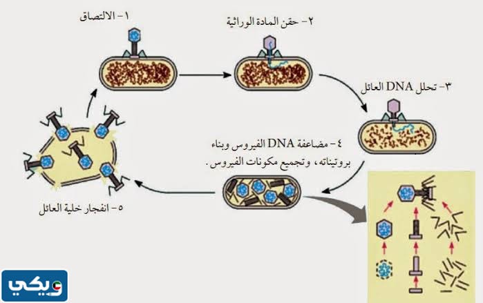 صمم نموذج يوضح تكاثر الفيروس باستخدام اشغال فنيه