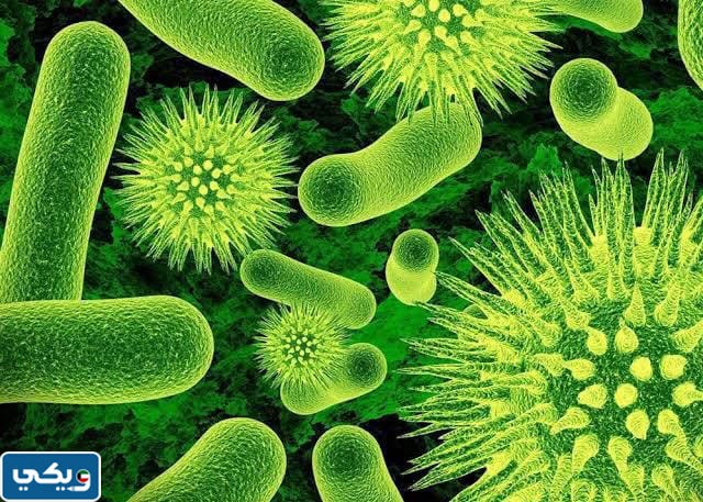 استخدامات البكتيريا في الصناعة والمشروعات البيئية