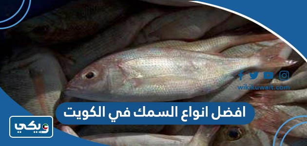 افضل انواع السمك في الكويت