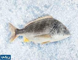 اشهر انواع السمك في الكويت
