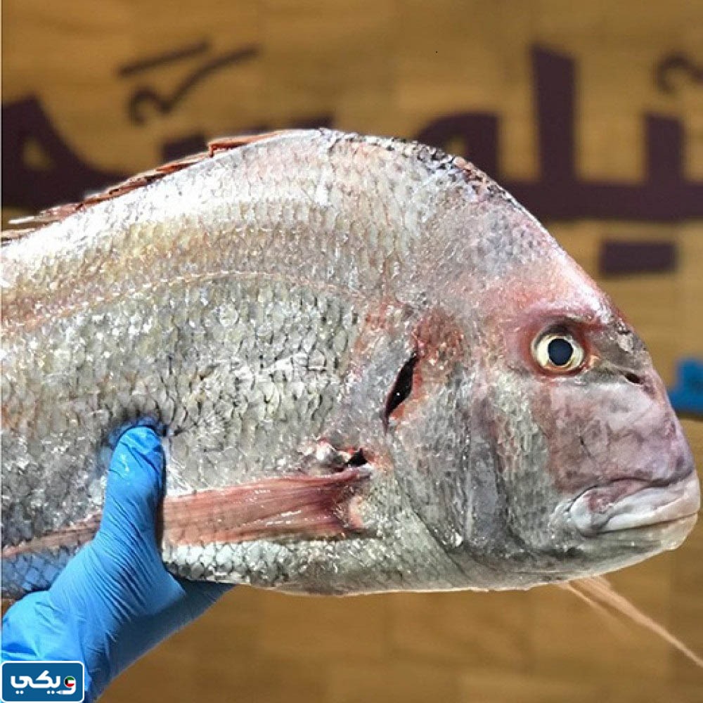 سمك العندق