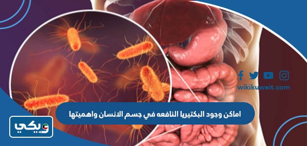 اماكن وجود البكتيريا النافعه في جسم الانسان واهميتها
