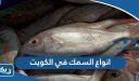 انواع السمك في بحر الكويت بالصور