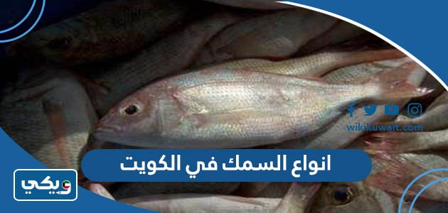 انواع السمك في الكويت