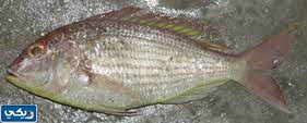 اشهر انواع السمك في الكويت