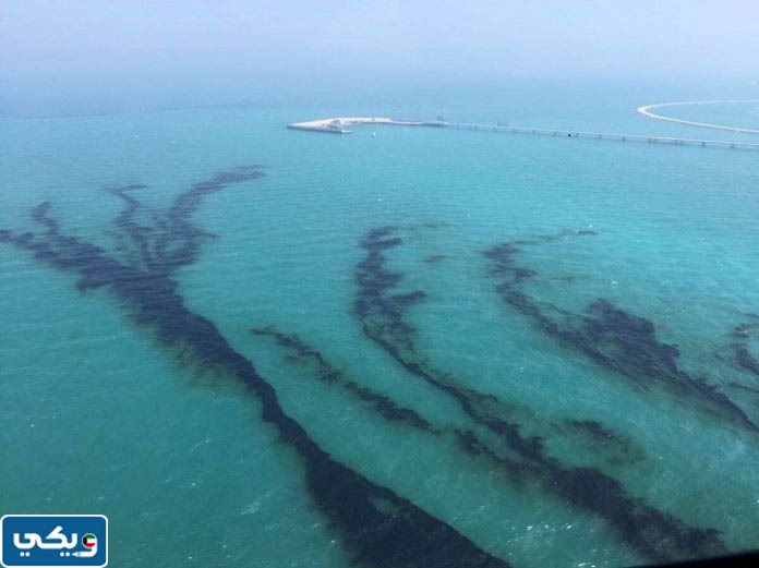 سبب التسرب النفطي غرب الكويت