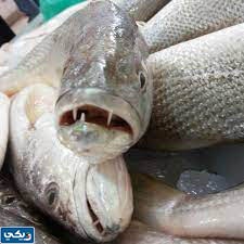 انواع السمك في الكويت سمك النويبي