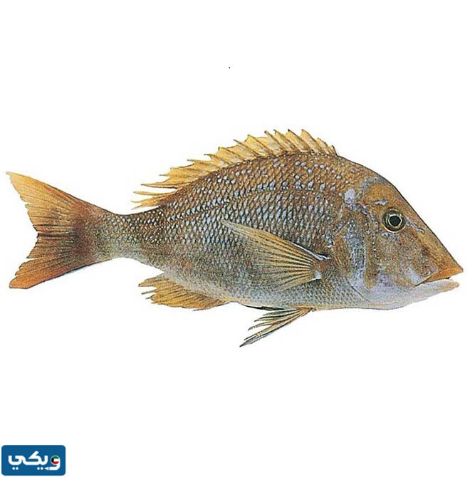 اشهر انواع السمك في الكويت