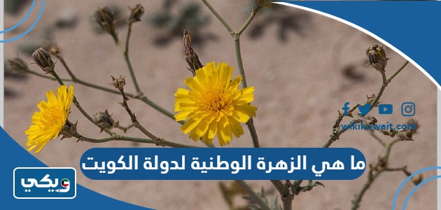 ما هي الزهرة الوطنية لدولة الكويت