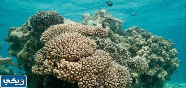 مقدمة تقرير عن البيئة البحرية في الكويت