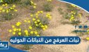 نبات العرفج من النباتات الحوليه