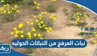 نبات العرفج من النباتات الحوليه نبات العرفج من النباتات الحوليه