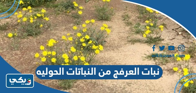 نبات العرفج من النباتات الحوليه