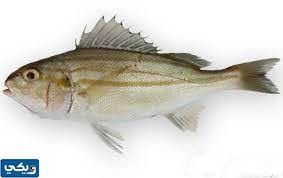 اشهر انواع السمك في الكويت