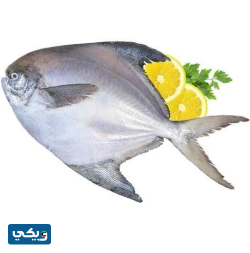 أفضل أنواع السمك في الكويت
