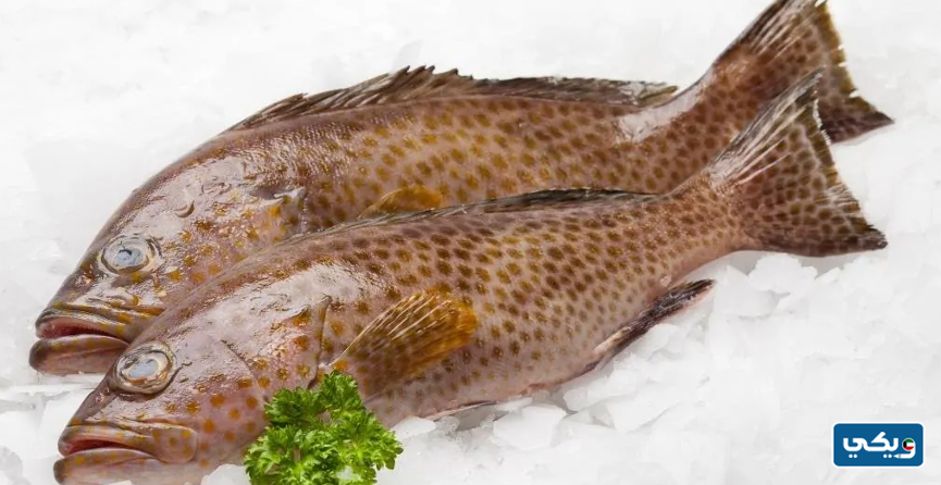 أفضل أنواع السمك في الكويت