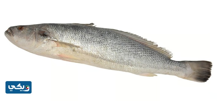 أفضل أنواع السمك في الكويت