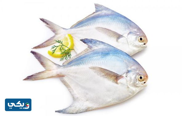 أفضل أنواع السمك في الكويت