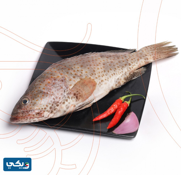 أفضل أنواع السمك في الكويت