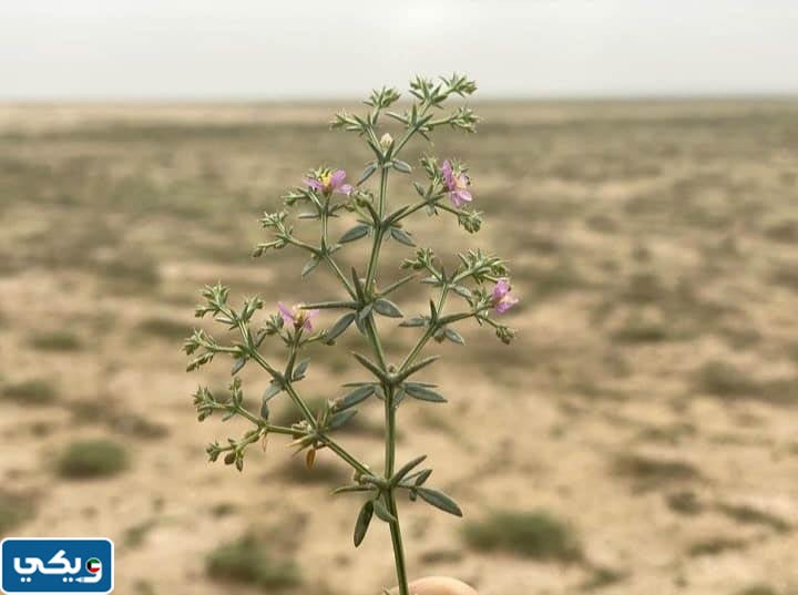 نباتات محمية صباح الاحمد الطبيعية