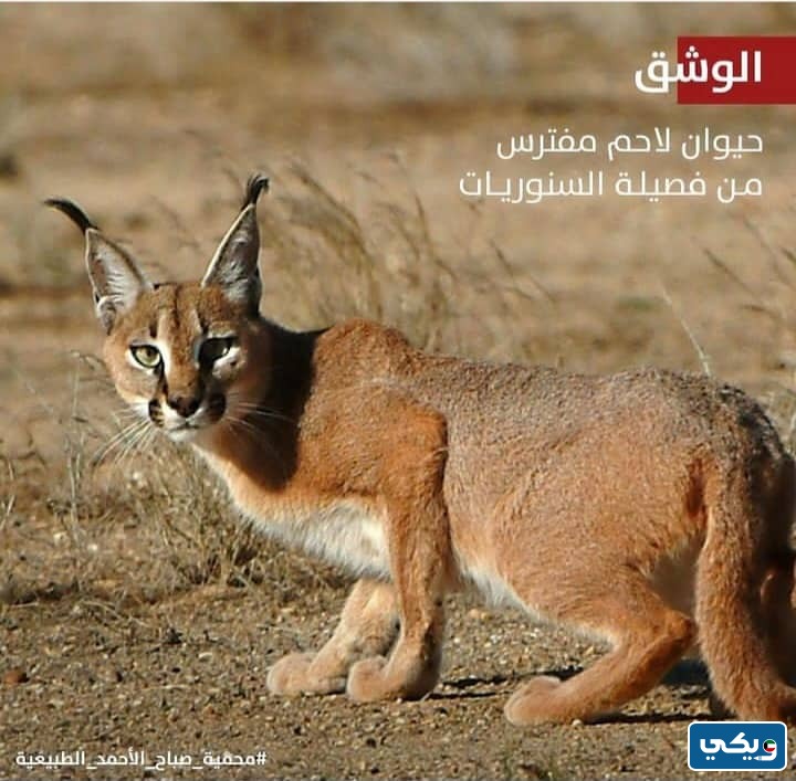اسماء الحيوانات النادرة في محمية صباح الاحمد الطبيعية