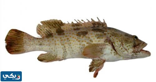 اماكن صيد سمك البالول في الكويت